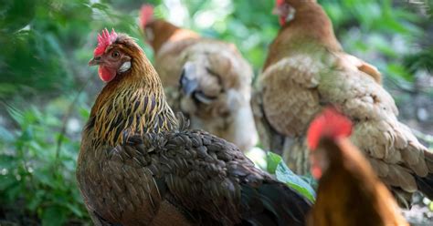 Information about chickens - FOUR PAWS International - Animal Welfare ...