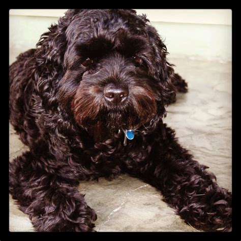 Image result for Cockapoo Terrier