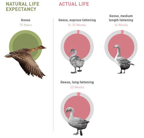 Age of Farm Animals - FOUR PAWS International - Animal Welfare Organisation