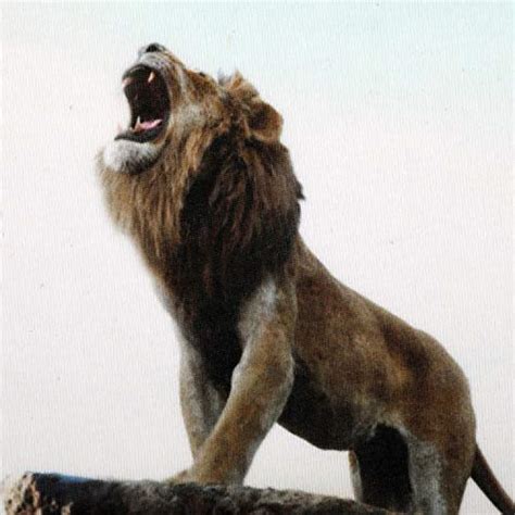 Buy Lion King by Wear Your Mind Boy's Cartoon Regular T-Shirt (DLK0024 ...