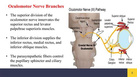 Branches Of Oculomotor Nerve