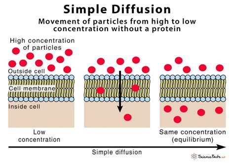 Simple Diffusion – Definition With Examples and Diagram