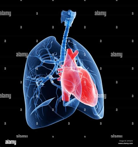 medical illustration of the heart and lung Stock Photo - Alamy