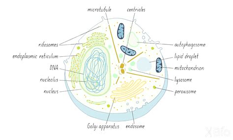 Membrane Bound Organelles