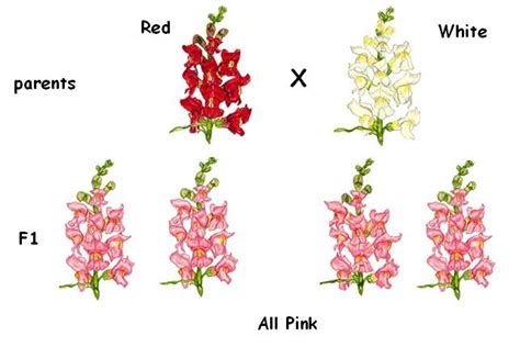 Image result for Incomplete Dominance Real Life Example