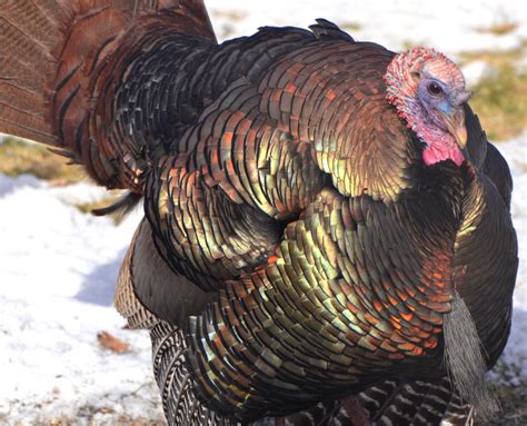 Turkey Feathers Colors