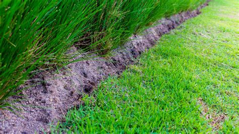 Best Grass Seed for Sandy Soil: Top Types and Planting Tips - Men's Journal