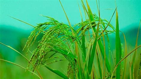 Modulating pathogen functions control sheath blight disease: study