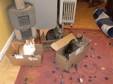 Free Cat Traps 的图像结果