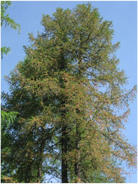 Synthesis and New Observations on Needle Pathogens of Larch in Northern ...