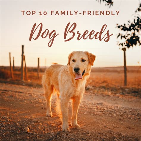 Top 10 Best (and Cutest!) Dog Breeds for Families - PetHelpful