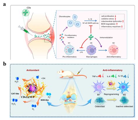 Carbon Dot Nanozymes in Orthopedic Disease Treatment: Comprehensive ...