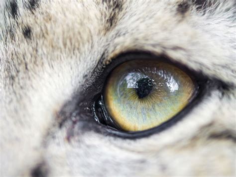 Snow Leopard Eyes