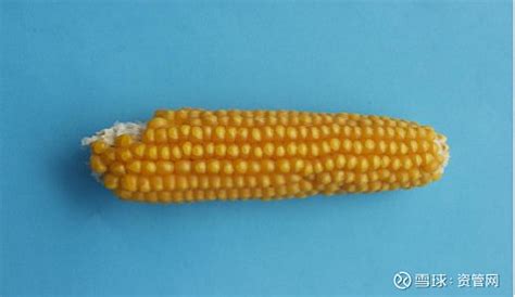 【视点】70年中国玉米品种改良事业及其贡献_杂交种