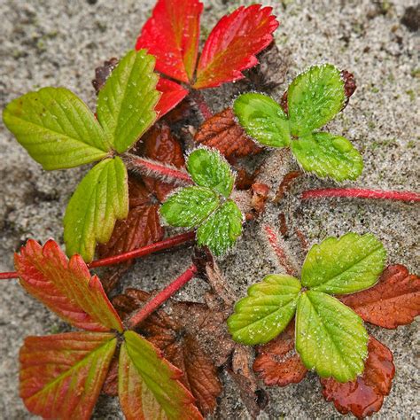 Fragaria Chiloensis Beach Strawberry | SiteOne
