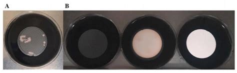 Polyethersulfone (PES) Filters Improve the Recovery of Legionella spp ...