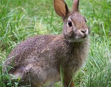 Image result for Stupid Rabbit