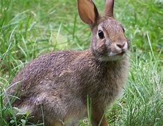 Image result for Bunny Rabbit Side Profile