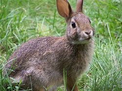 Image result for Rabbit Hug