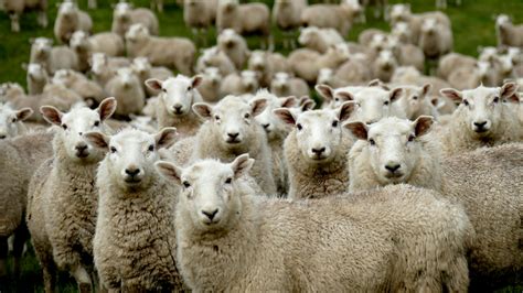 500+ Sheep Images | Download Free Pictures on Unsplash