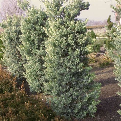 Icee Blue Yellow-Wood (Podocarpus elongatus 'Icee Blue') - Plants Express