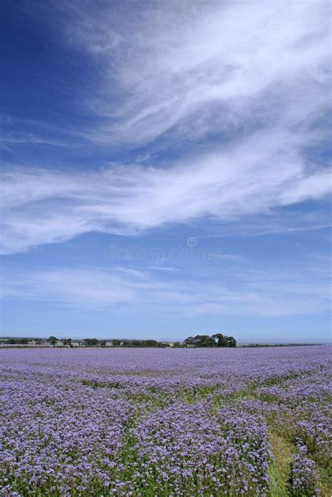 Image result for Linseed Field