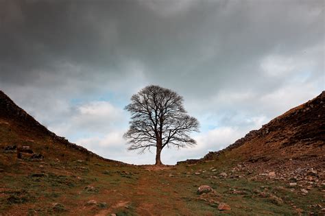 Hadrian's Wall: Sycamore Gap - Living With The Wolf