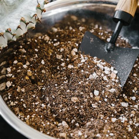 Stop Killing Your Cacti: The Real Deal on Making Perfect Soil