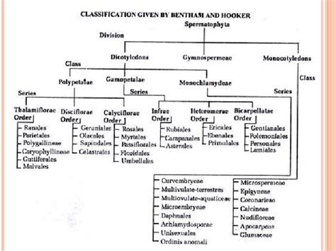 Zoological Classification 的图像结果