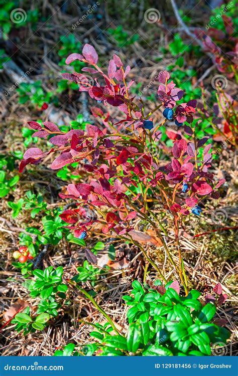 Autumnal Red-leaved Blueberry Bushes with Fruits. Stock Photo - Image ...