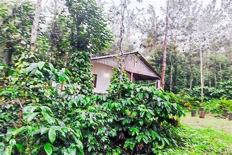Bagmane Tottimane Homestay Chikmagalur - Resorts Chikmagalur