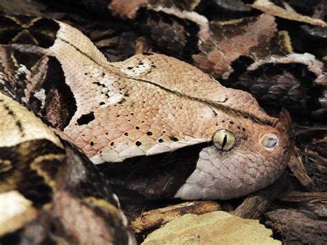 Gaboon Viper/Vipère du Gabon/Bitis gabonica | Gaboon viper, Viper snake ...