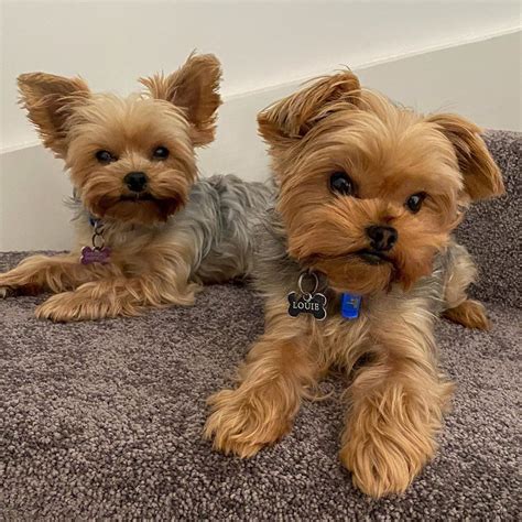 Yorkshire Terrier Puppies For Sale | Houston, TX #330043