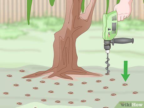 Image result for How Do You Fertilize a Tree