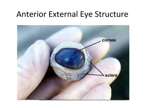 Sheep eye dissection | PPT
