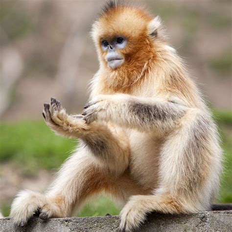 濒临灭绝的野生动物：金丝猴 - 简书