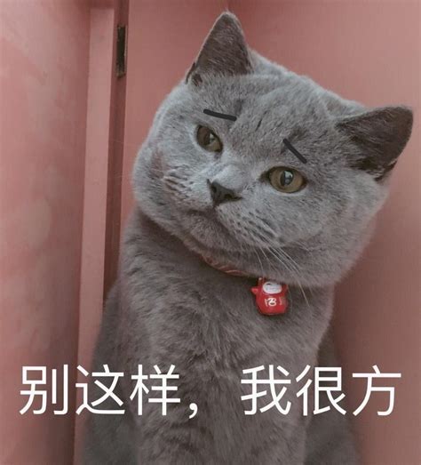 宝宝猫表情包下载-宝宝猫动态原图QQ表情包下载-当易网