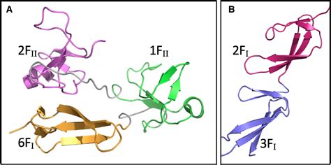 Image result for Fibronectin Molecular Structure