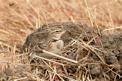 Larks (Alaudidae) | Gallery | WildArt | Birds of Indian SubContinent