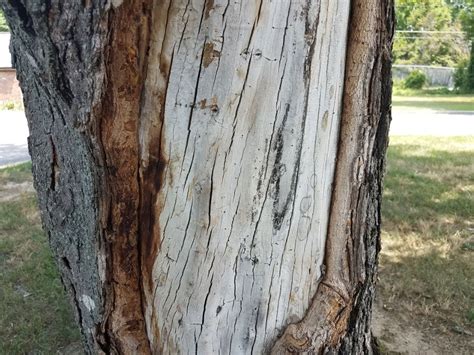 Image result for How to Repair Tree Bark