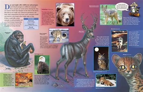 Nighttime or Daytime? - NWF | Ranger Rick