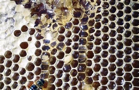 DIY Hair Masks to Stop Hair Loss