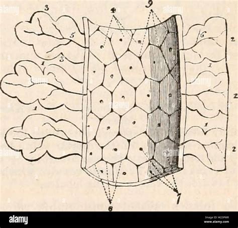 Archive image from page 178 of The cyclopædia of anatomy and. The cyclopædia of anatomy and ...