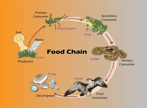 Food Web: Diagram, Examples, Food Chain And Its Importance – TYAQZG