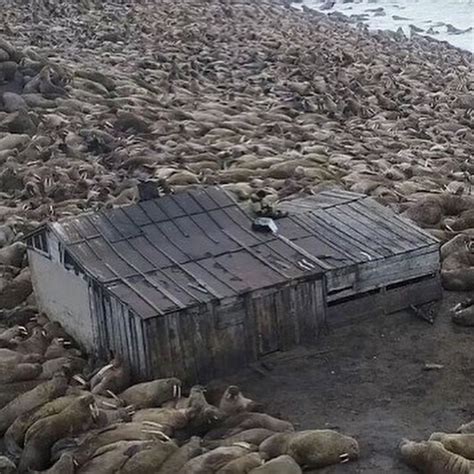 CLEAN SEAS / Фонд "Чистые Моря" | Moscow