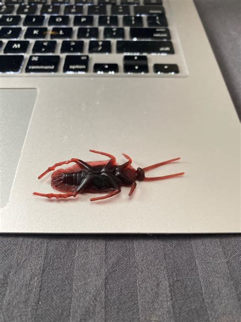 Buy Tootpado Real Looking House Gecko Rubber Lizard and Cockroach Toy ...