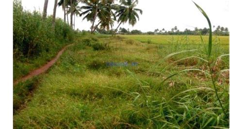 Regularisation of paddy field reclamation drags on despite introducing ...
