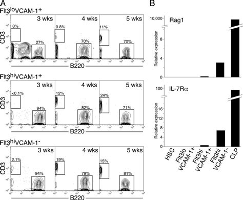 Image result for Lymphocyte Lineage Modulator