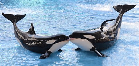 Orca Whales In Captivity Beneath The Surface: Killer Whales, SeaWorld,