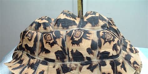 Image result for Tortoise Inside Shell